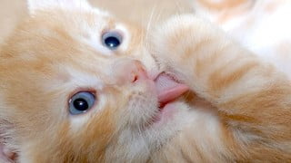 licking pussy